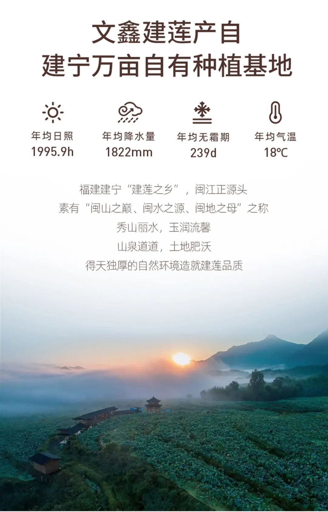 有機(jī)通心白蓮.jpg
